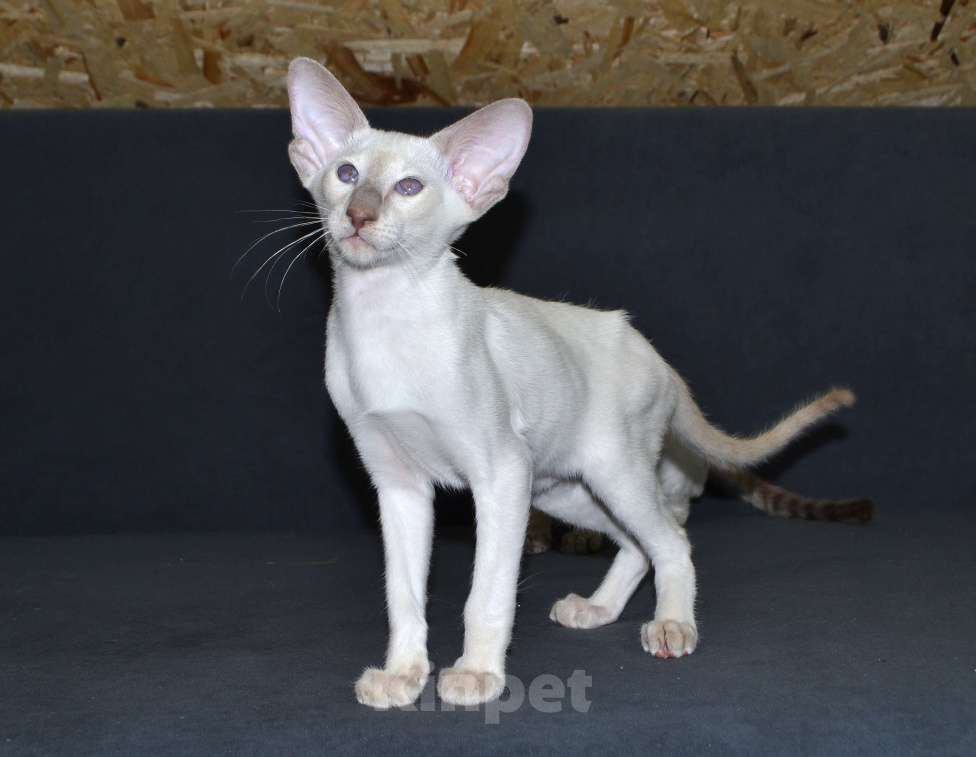 Кошки в Глазове: Хабиб Мальчик, 35 000 руб. - фото 4