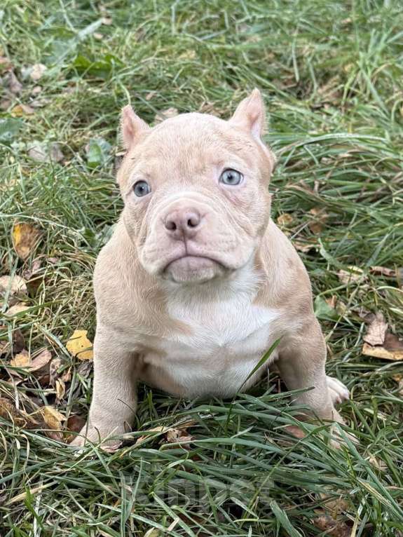 Собаки в Жуковском: Американский булли щенки покет Девочка, 120 000 руб. - фото 5