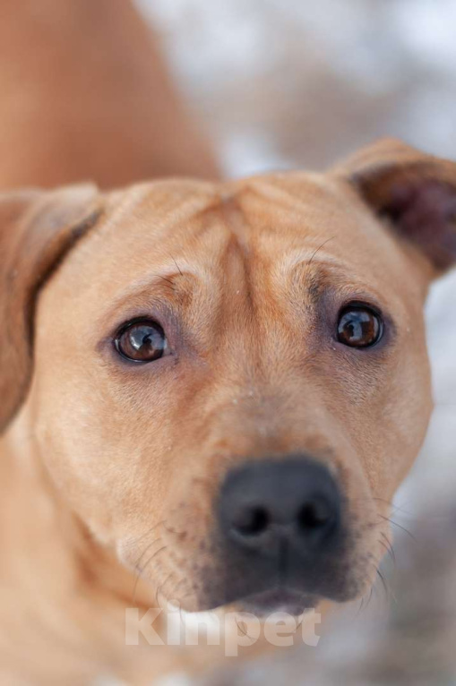 Собаки в Ногинске: Молодая собака Тайса ищет дом. Девочка, Бесплатно - фото 2