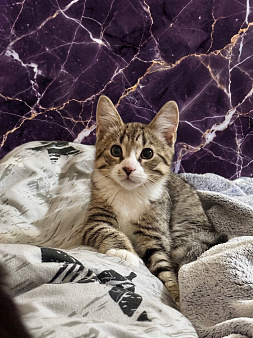 Котенок полосатый табби