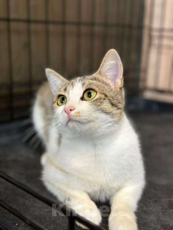 Кошки в Москве: Котенок, с которым не бывает скучно Девочка, Бесплатно - фото 3