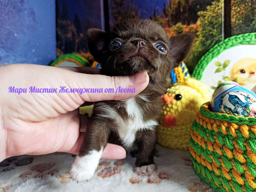 Собаки в Санкт-Петербурге: Жемчужина от Леона чихуахуа шоколадного окраса Девочка, 100 000 руб. - фото 5