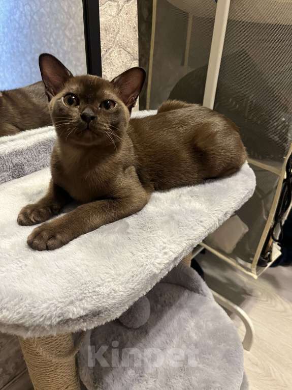 Кошки в Москве: Бурманский котенок Мальчик, 30 000 руб. - фото 2