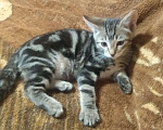 Кошки в Фрязино: Отдам котят в добрые руки Мальчик, 1 руб. - фото 6