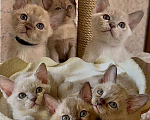 Кошки в Москве: Бурманские котята Мальчик, 70 000 руб. - фото 5