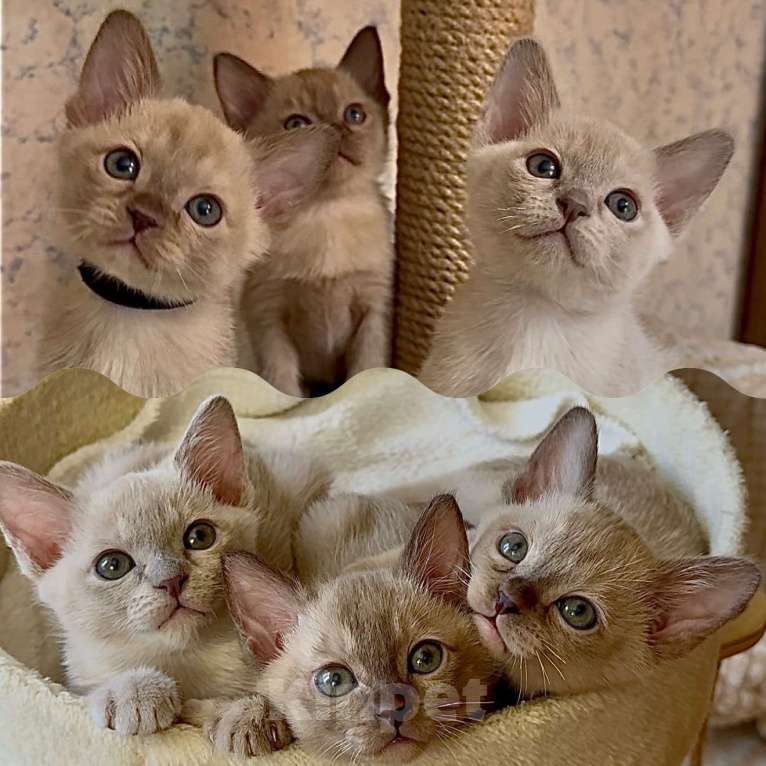 Кошки в Москве: Бурманские котята Мальчик, 70 000 руб. - фото 5