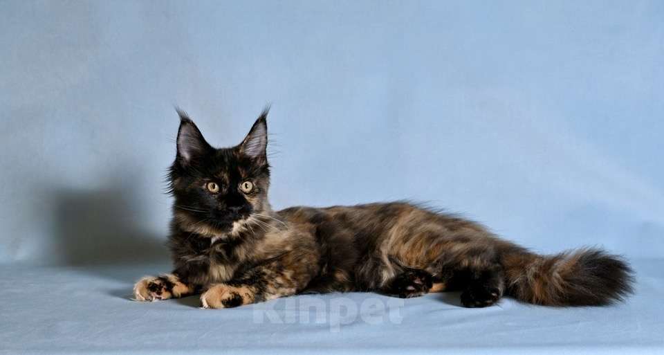 Кошки в Саратове: Мейн Кун Девочка, 40 000 руб. - фото 3