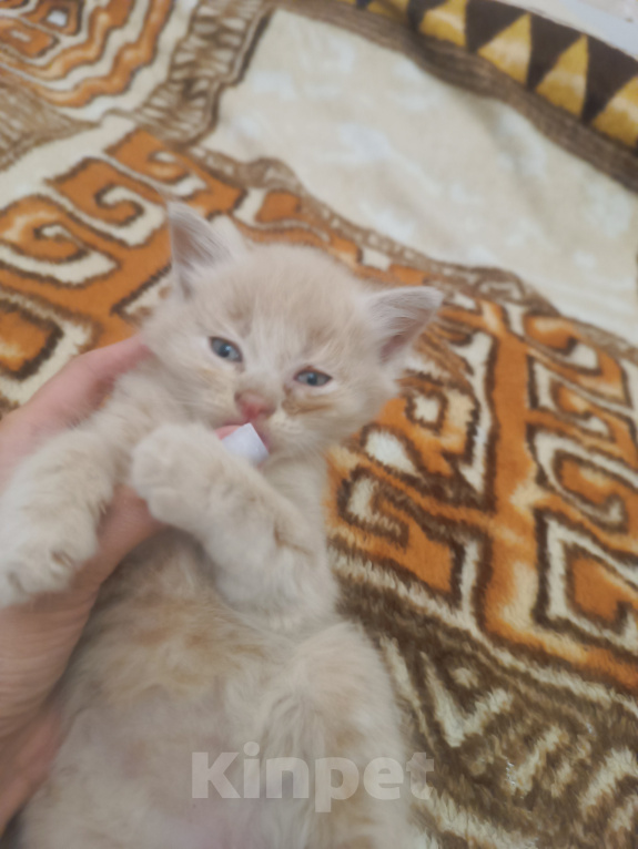 Кошки в Майкопе: Котята Мальчик, Бесплатно - фото 3