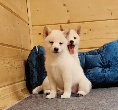 Собаки в Москве: Мальчишки. Белые Сиба ину Мальчик, 60 000 руб. - фото 4