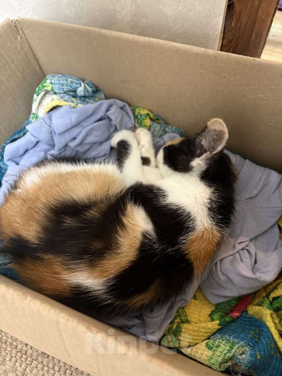 Кошки в Москве: Котенок-девочка, трехцветное счастье Девочка, Бесплатно - фото 4