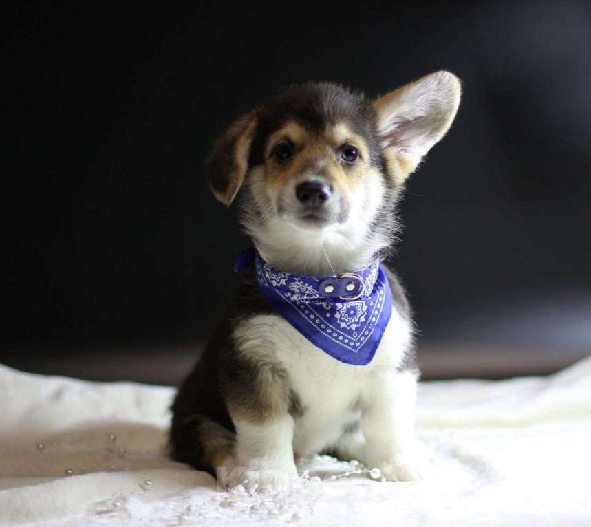 Собаки в Тольятти: Щенки Вельш Корги Пемброк Мальчик, 50 000 руб. - фото 1