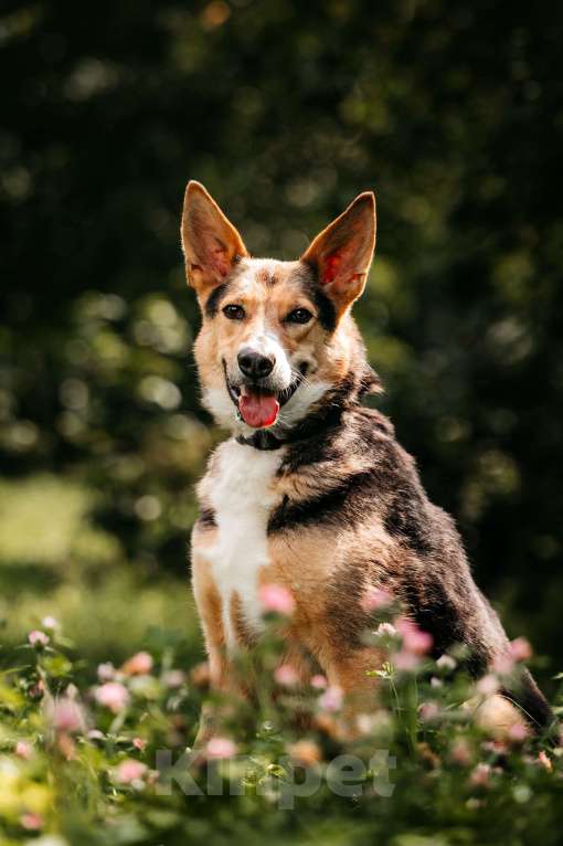 Собаки в Москве: Красавец Ник ищет дом Мальчик, Бесплатно - фото 8