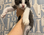 Кошки в Сосновом Бору: Котенок Жак Мальчик, Бесплатно - фото 10
