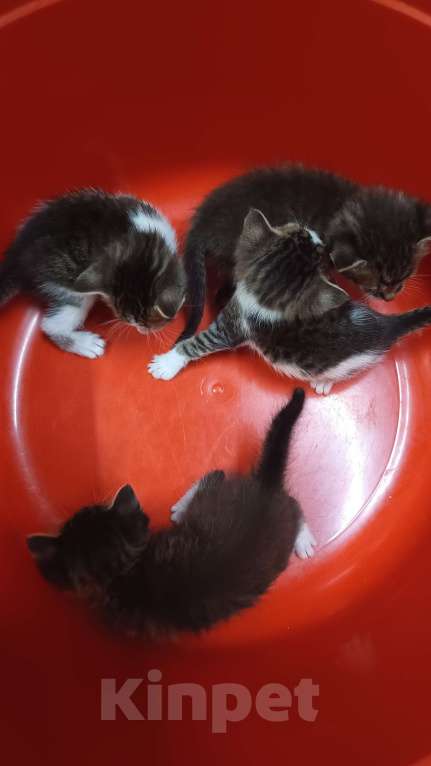 Кошки в Обнинске: Котята Девочка, Бесплатно - фото 3