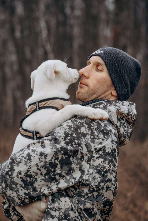 Собаки в Москве: Щенок-девочка, белоснежная красотка в дар Девочка, Бесплатно - фото 7