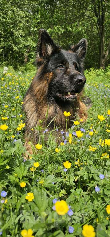 Собаки в Балашихе: Крупный кобель Мальчик, 10 000 руб. - фото 1