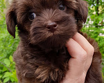 Собаки в Санкт-Петербурге: Мальчик, шоколадного окраса, родился 14.03.23, стандарт, документы от ав Мальчик, 60 000 руб. - фото 3