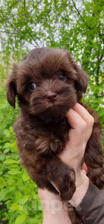 Собаки в Санкт-Петербурге: Мальчик, шоколадного окраса, родился 14.03.23, стандарт, документы от ав Мальчик, 60 000 руб. - фото 3