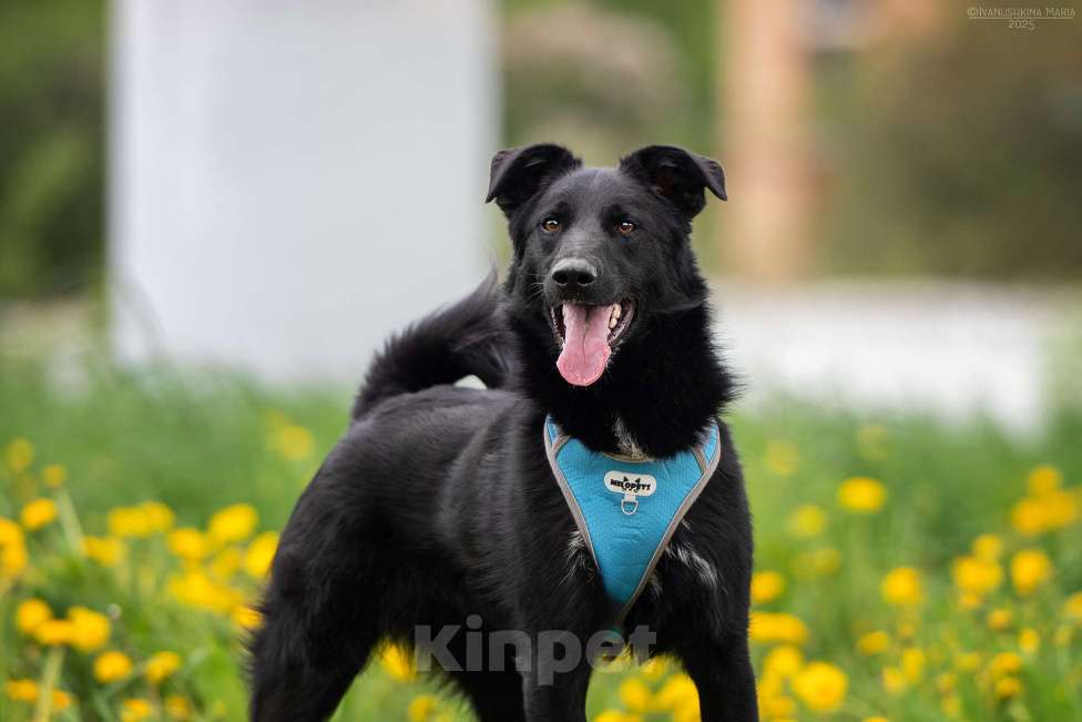 Собаки в Москве: Оникс - отгоняет от себя весь негатив Мальчик, Бесплатно - фото 2