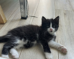 Кошки в Краснодаре: Черно-белый котик Мальчик, Бесплатно - фото 6