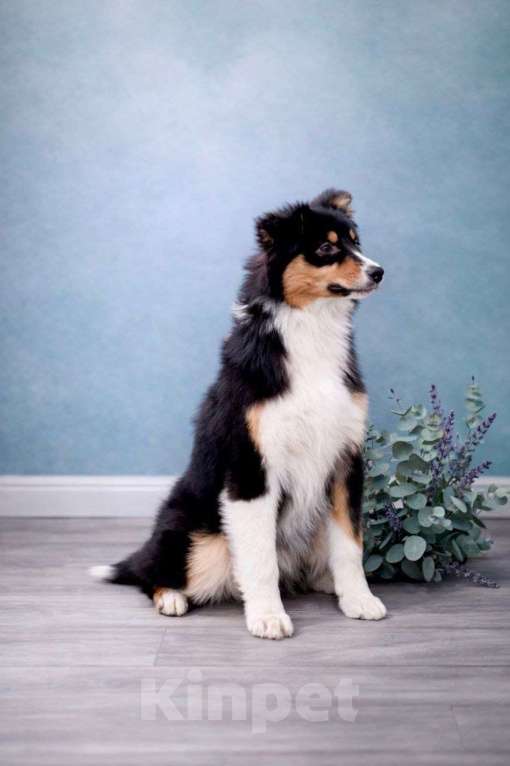 Собаки в Туле: Щенки австралийской овчарки Девочка, 40 000 руб. - фото 2