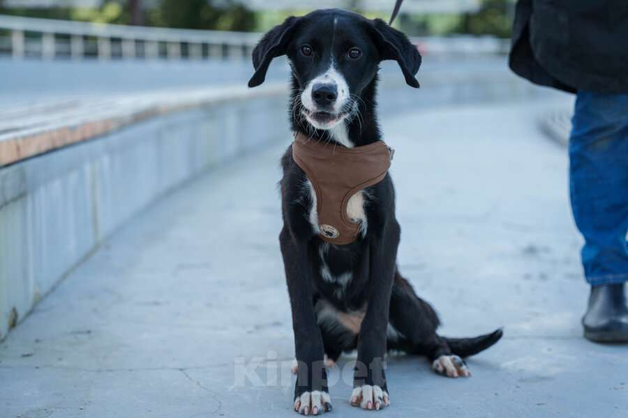 Собаки в Москве: Три маленькие девочки, которые очень хотят стать чьим-то счастьем Девочка, Бесплатно - фото 2