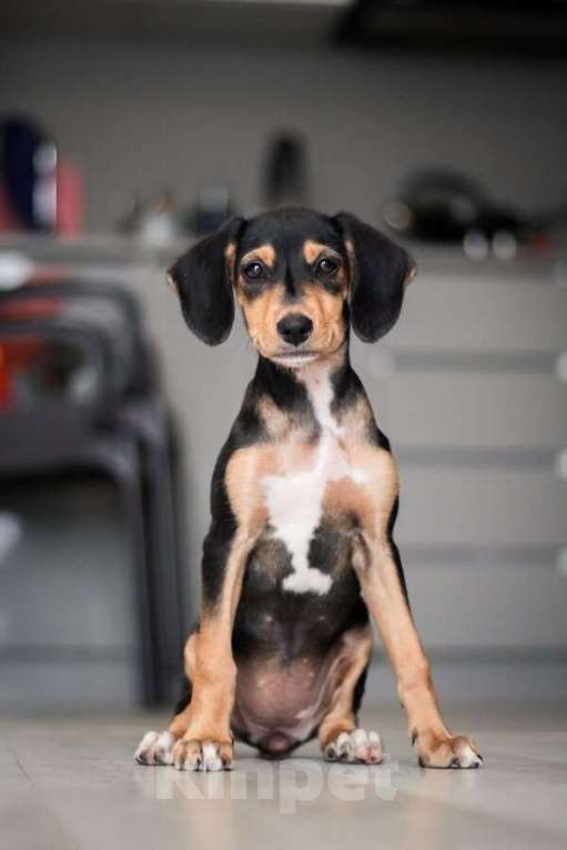 Собаки в Москве: Зиппи ищет своего человека Девочка, Бесплатно - фото 3