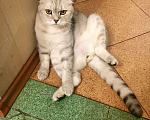 Кошки в Петушке: Кот на вязку, 1 500 руб. - фото 2