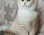 Кошки в Дмитровске: Котенок британская золотая шиншилла, 20 000 руб. - фото 7