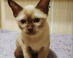 Кошки в Ливны: Шикарная Красотка Европейская Бурма, 40 000 руб. - фото 10