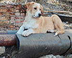 Собаки в Кисловодске: Красавец-подросток в добрые руки Мальчик, 1 руб. - фото 1