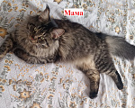 Кошки в Новосибирске: Котёнок Мэйн-кун Девочка, Бесплатно - фото 5