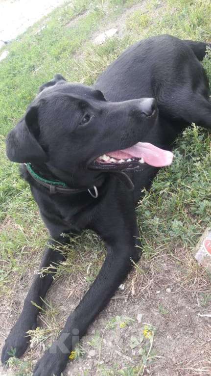 Собаки в Балтийске: Отдам помесь лабрадора и дворняги в хорошие руки Мальчик, Бесплатно - фото 4