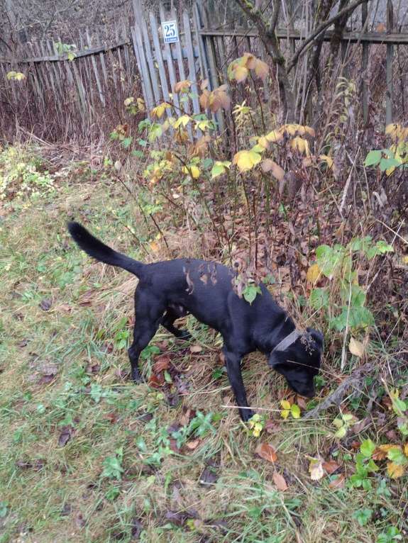 Собаки в Истре: найден на платформе 73 км Мальчик, Бесплатно - фото 1