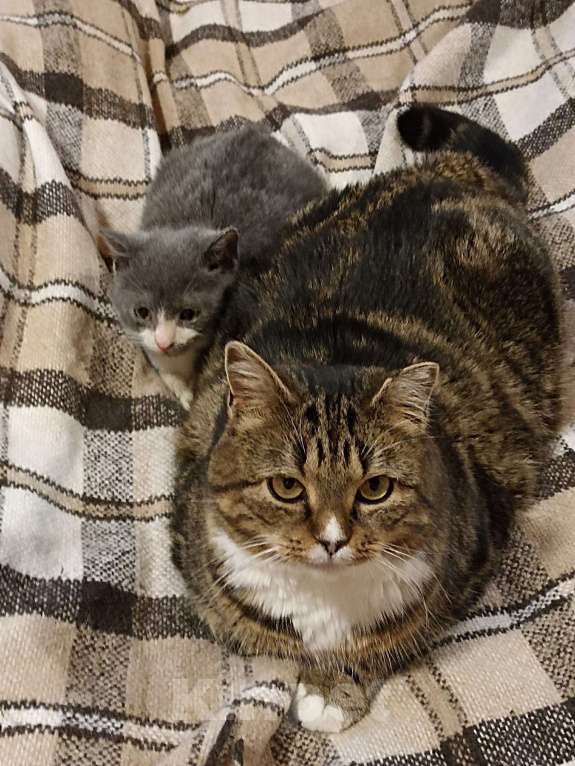 Кошки в Кудрово: Уютная Ариша - это самая комфортная кошечка для семьи Девочка, Бесплатно - фото 8