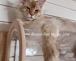 Кошки в Наро-Фоминске: Bruno. Male. MCO ds25 Born 27.12.24 Мальчик, 100 000 руб. - фото 3