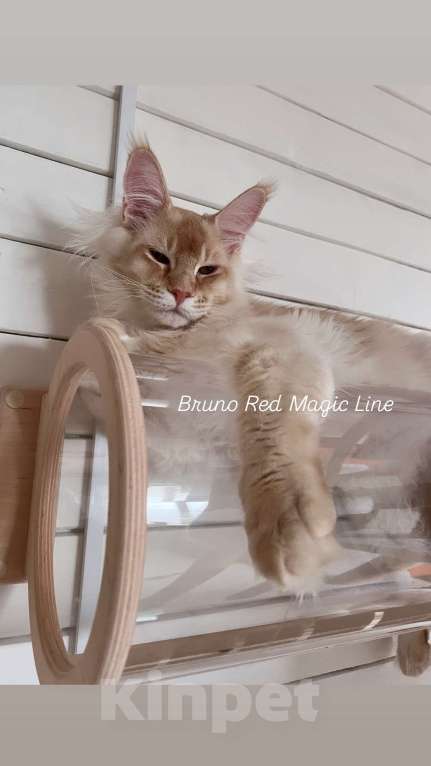 Кошки в Наро-Фоминске: Bruno. Male. MCO ds25 Born 27.12.24 Мальчик, 100 000 руб. - фото 3