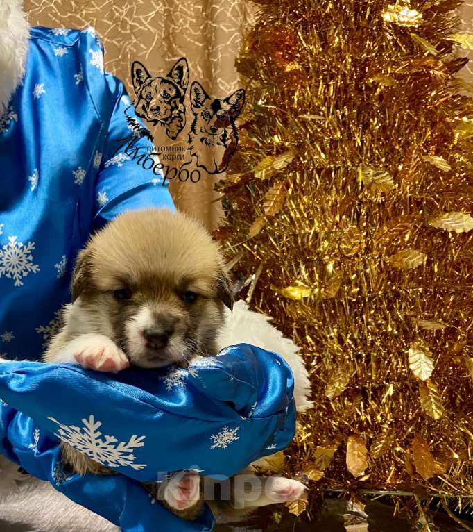 Собаки в Вологде: Питомник Амбербо Вельш Корги Пемброк Девочка, 55 000 руб. - фото 1