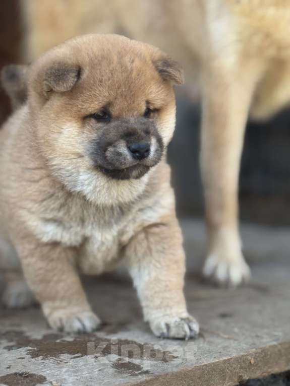 Собаки в Балашихе: Мальчик сиба Мальчик, 50 000 руб. - фото 3