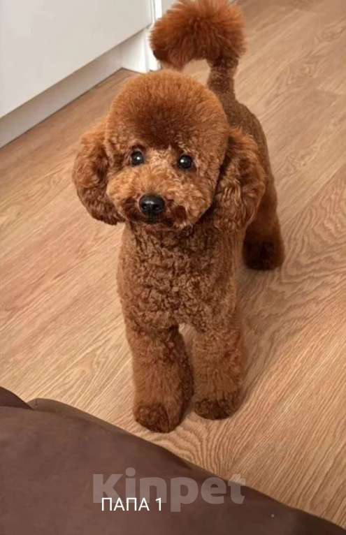 Собаки в Екатеринбурге: Той пуделята ред браун обоих полов Разнополые, 55 000 руб. - фото 5