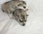 Собаки в Чернушке: Продам щенков сибирской хаски от титулованных родителей Мальчик, 35 000 руб. - фото 1
