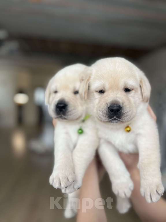 Собаки в Кирове: Щенок породы Лабрадор Ретривер Мальчик, Бесплатно - фото 3