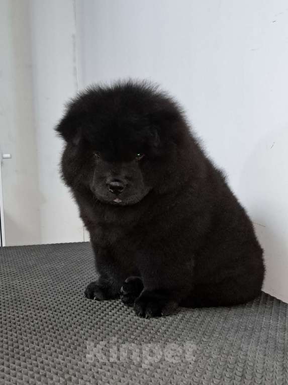 Собаки в Екатеринбурге: Щенок чау чау мальчик Мальчик, 60 000 руб. - фото 2