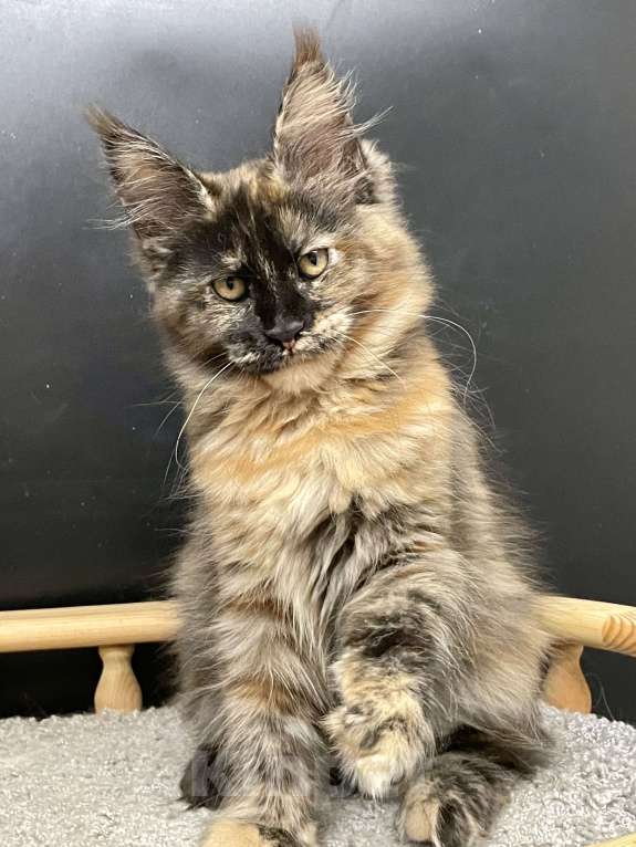 Кошки в Санкт-Петербурге: Котята Мейн Кун 3 мес, 45 000 руб. - фото 6