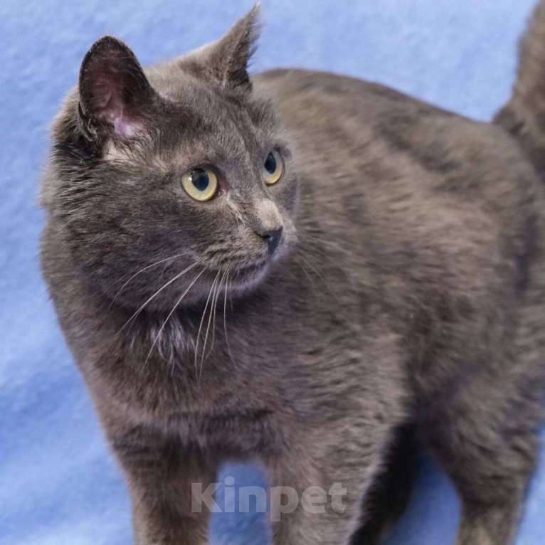 Кошки в Москве: Лечебная кошечка Девочка, Бесплатно - фото 5