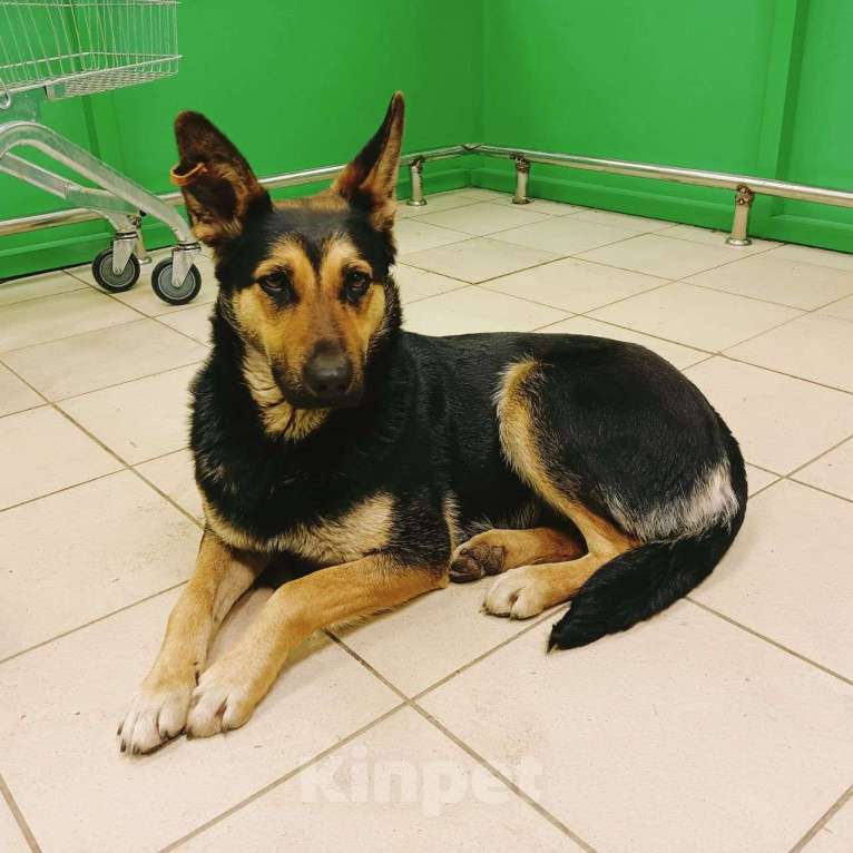 Собаки в Москве: Ласковую собачку выбросили хозяева 🆘️ Срочный поиск дома! Девочка, Бесплатно - фото 3