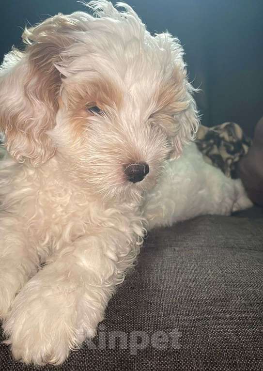 Собаки в Москве: Щенок. Метис. Девочка Девочка, 1 000 руб. - фото 3