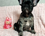 Собаки в других городах Московской области: Французский бульдог Мерле Мальчик, 50 000 руб. - фото 3
