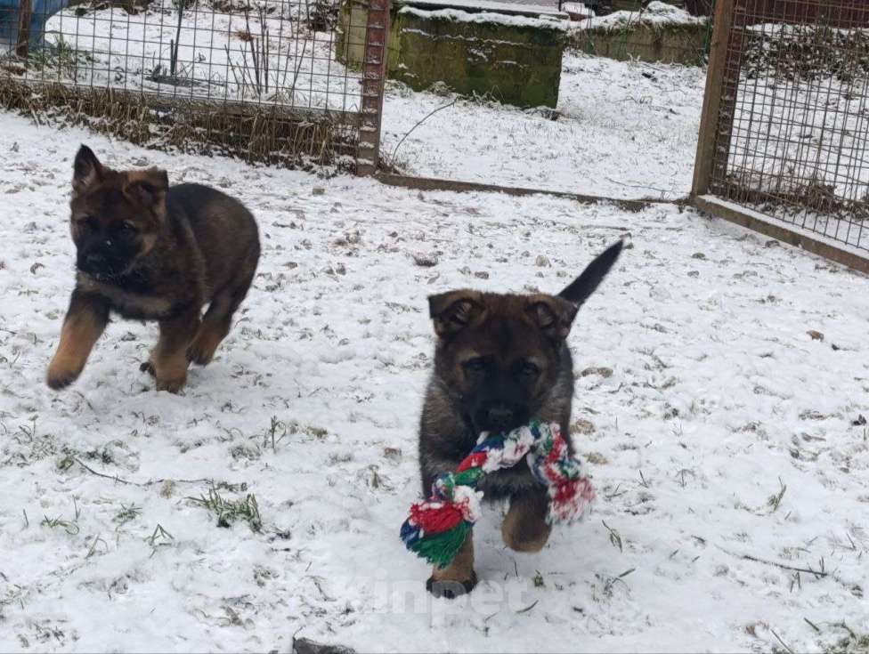Собаки в Москве: щенки немецкой овчарки  Девочка, 50 000 руб. - фото 4