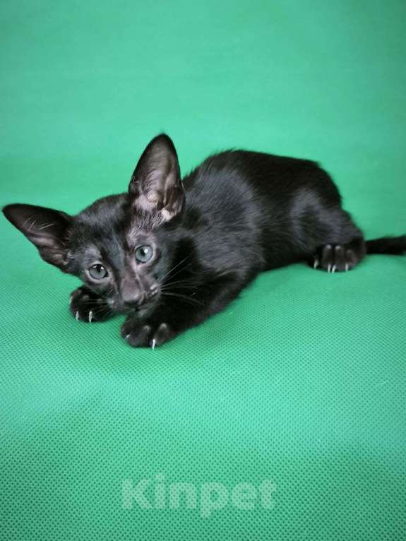 Кошки в Москве: Ориентальные котята в Москве. привитые  Девочка, 70 000 руб. - фото 4